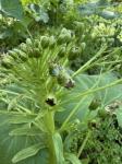 Petasites japonicus (Sieb. & Zucc.) Maxim.