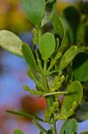 Phoradendron leucarpum (Raf.) Reveal & M.C. Johnston ssp. leucarpum