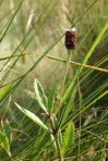 Phyla lanceolata (Michx.) Greene