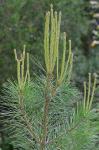 Pinus echinata Miller