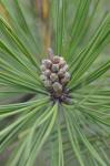 Pinus echinata Miller