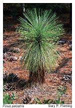 Pinus palustris Miller