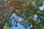 Pinus palustris Miller