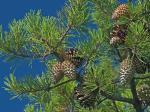 Pinus pungens Lambert