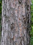 Pinus resinosa Aiton