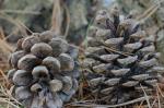 Pinus resinosa Aiton