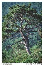 Pinus rigida Miller