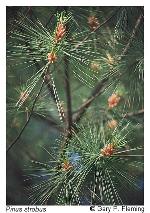 Pinus strobus L.