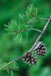Pinus virginiana Miller