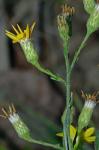 Pityopsis aspera (Shuttlw. ex Small) Small var. adenolepis (Fern.) Semple & Bowers