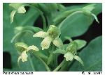 Platanthera clavellata (Michx.) Luer