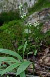 Platanthera clavellata (Michx.) Luer