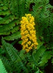 Platanthera cristata (Michx.) Lindl.
