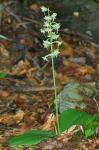 Platanthera orbiculata (Pursh) Lindl.