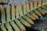 Pleopeltis michauxiana (Weath.) Hickey & Sprunt