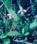Pogonia ophioglossoides (L.) Ker-Gawl.