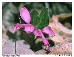 Polygaloides paucifolia (Willd.) J.R. Abbott