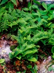Polypodium appalachianum Haufler & Windham