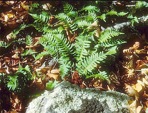Polypodium virginianum L.