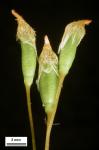 Polytrichastrum ohioense (Renauld & Cardot) G.L. Sm.