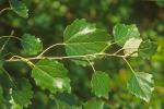 Populus ×canescens (Ait.) Sm.