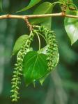 Populus balsamifera L.