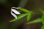 Gillenia stipulata (Muhl. ex Willd.) Nutt.