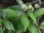 Prunus americana Marshall