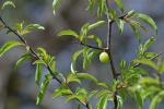 Prunus angustifolia Marshall