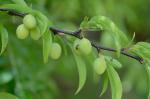 Prunus angustifolia Marshall