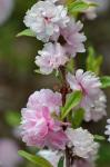 Prunus glandulosa Thunb.