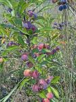Prunus maritima Marshall