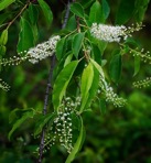 Prunus serotina Ehrhart ssp. serotina