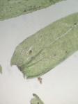 Pseudotaxiphyllum distichaceum (Mitt.) Z. Iwats.