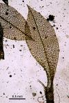Ptychostomum pseudotriquetrum (Hedw.) J.R. Spence & H.P. Ramsay ex Holyoak & N. Pedersen