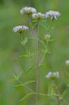 Pycnanthemum flexuosum (Walt.) B.S.P.