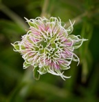 Pycnanthemum flexuosum (Walt.) B.S.P.