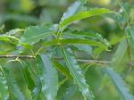 Quercus acutissima Carruthers
