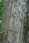 Quercus alba Linnaeus