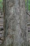 Quercus bicolor Willdenow