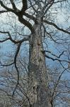 Quercus bicolor Willdenow