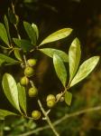 Quercus hemisphaerica Bartram ex Willdenow