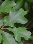 Quercus ilicifolia Wangenheim