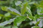 Quercus imbricaria Michaux