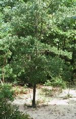 Quercus incana W. Bartram