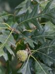 Quercus macrocarpa Michaux