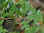 Quercus margarettae Ashe ex Small