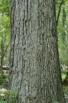 Quercus michauxii Nuttall