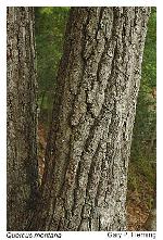 Quercus montana Willd.