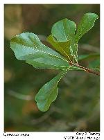 Quercus nigra Linnaeus